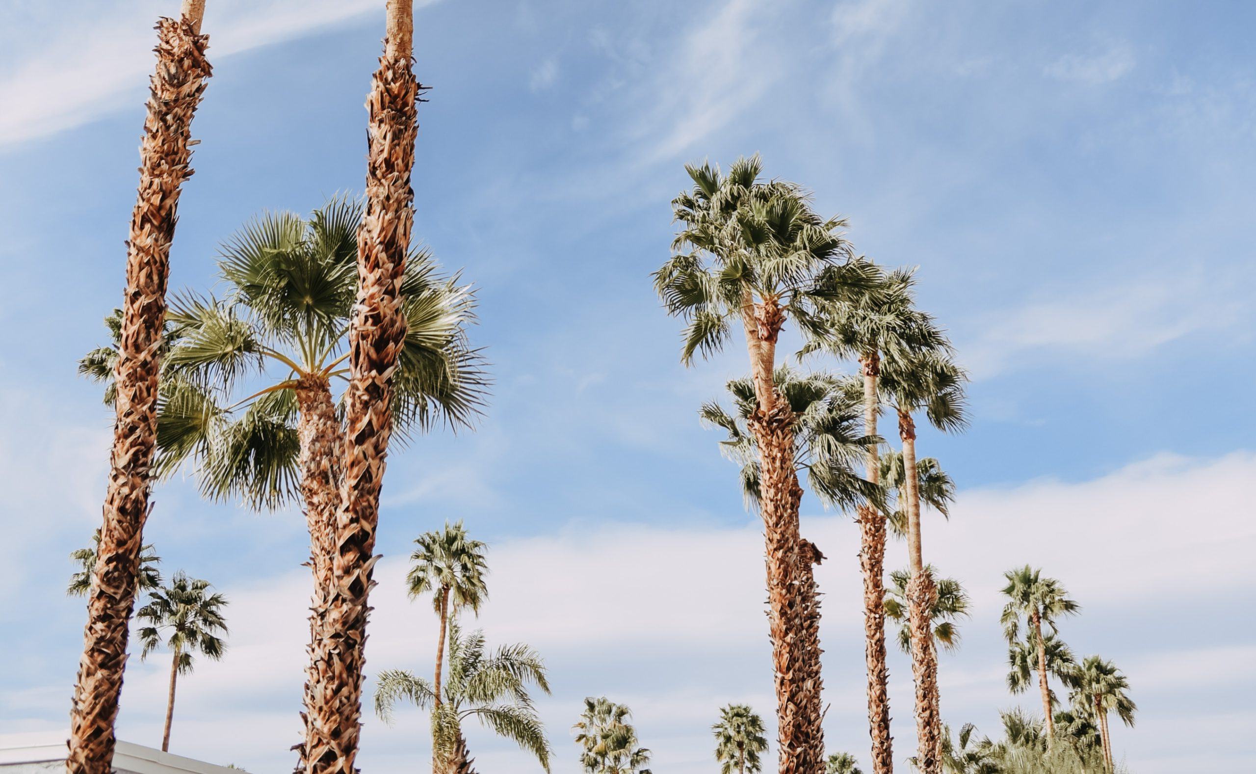 For-Blog-Palm-Trees-Desert-Elizabeth-Pishal-scaled